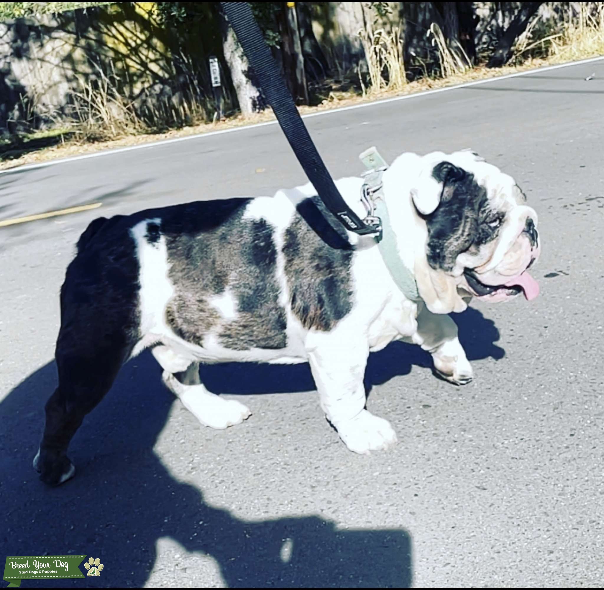 Stud Dog Stud Dog NV Breed Your Dog