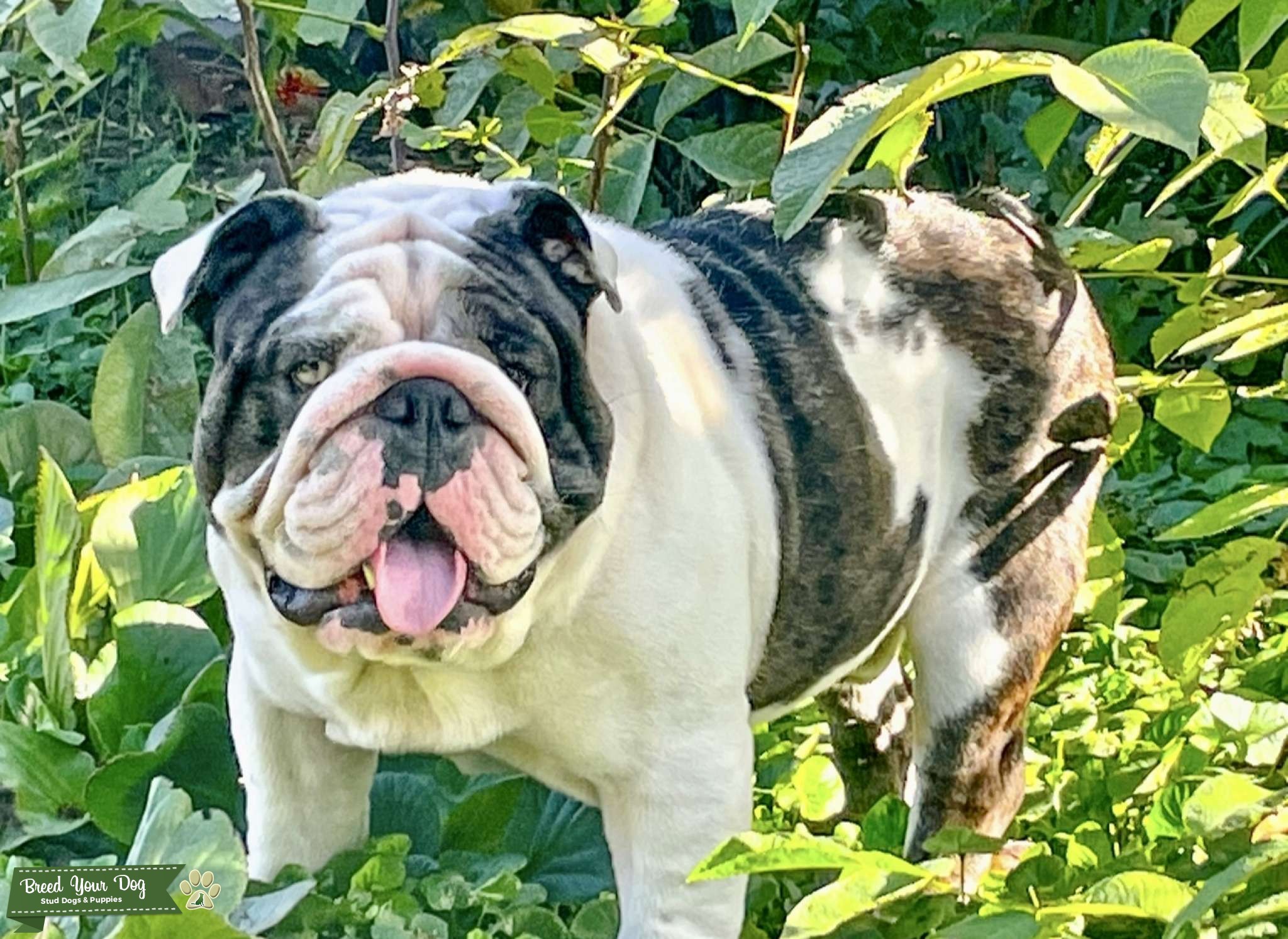 Stud Dog Stud Dog NV Breed Your Dog