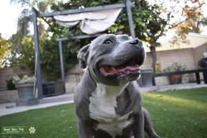 LA Bully! Listing Image