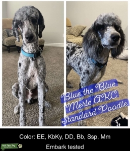Blue Merle Standard Poodle Listing Image