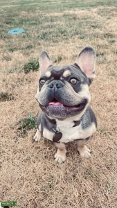 Tri-Suit French Bulldog Listing Image