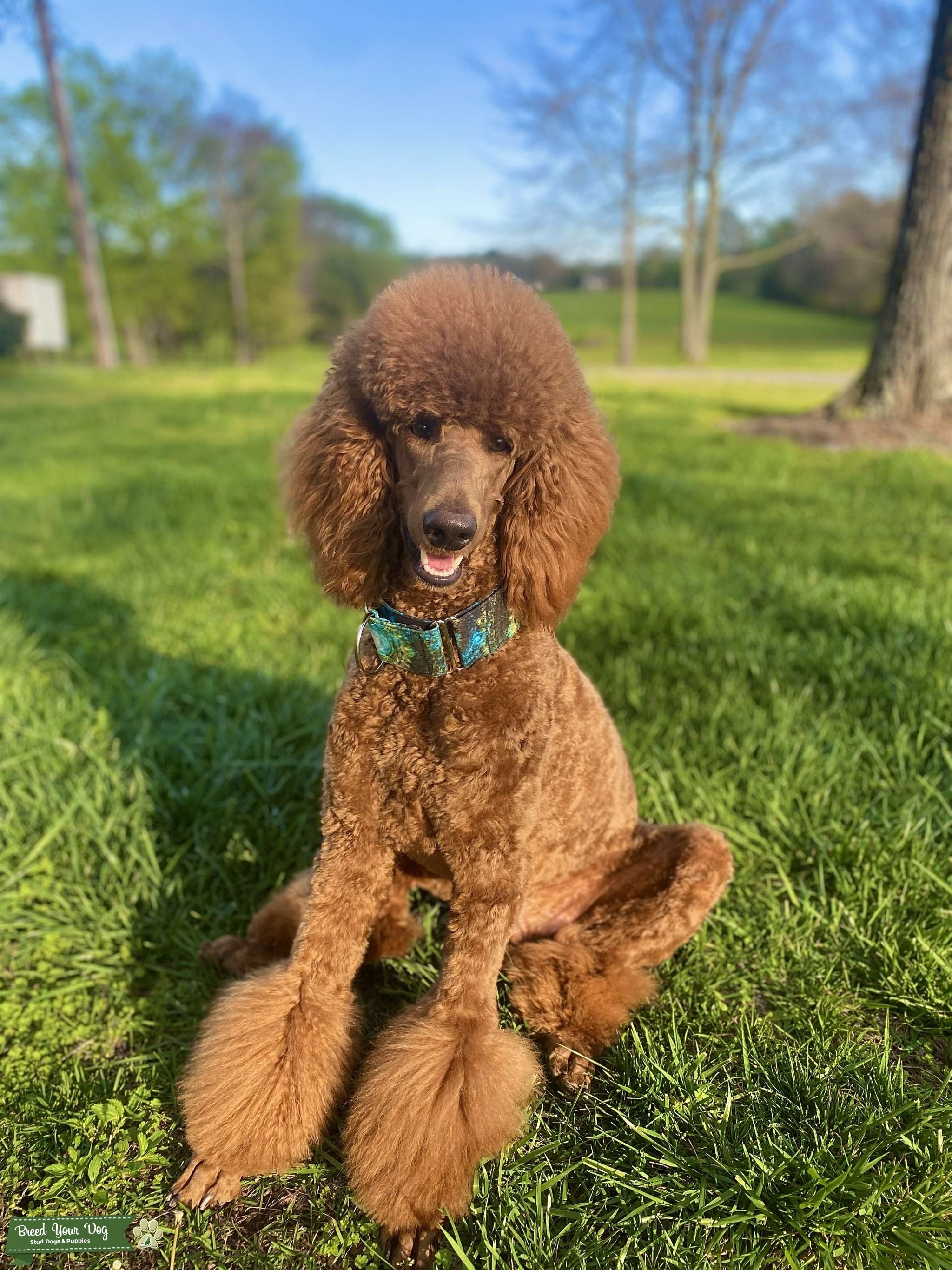 standard poodle stud Stud Dog in north carolina , the United States Breed Your Dog