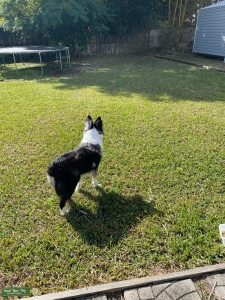 Blue Merle standard Australian shepherd  Listing Image
