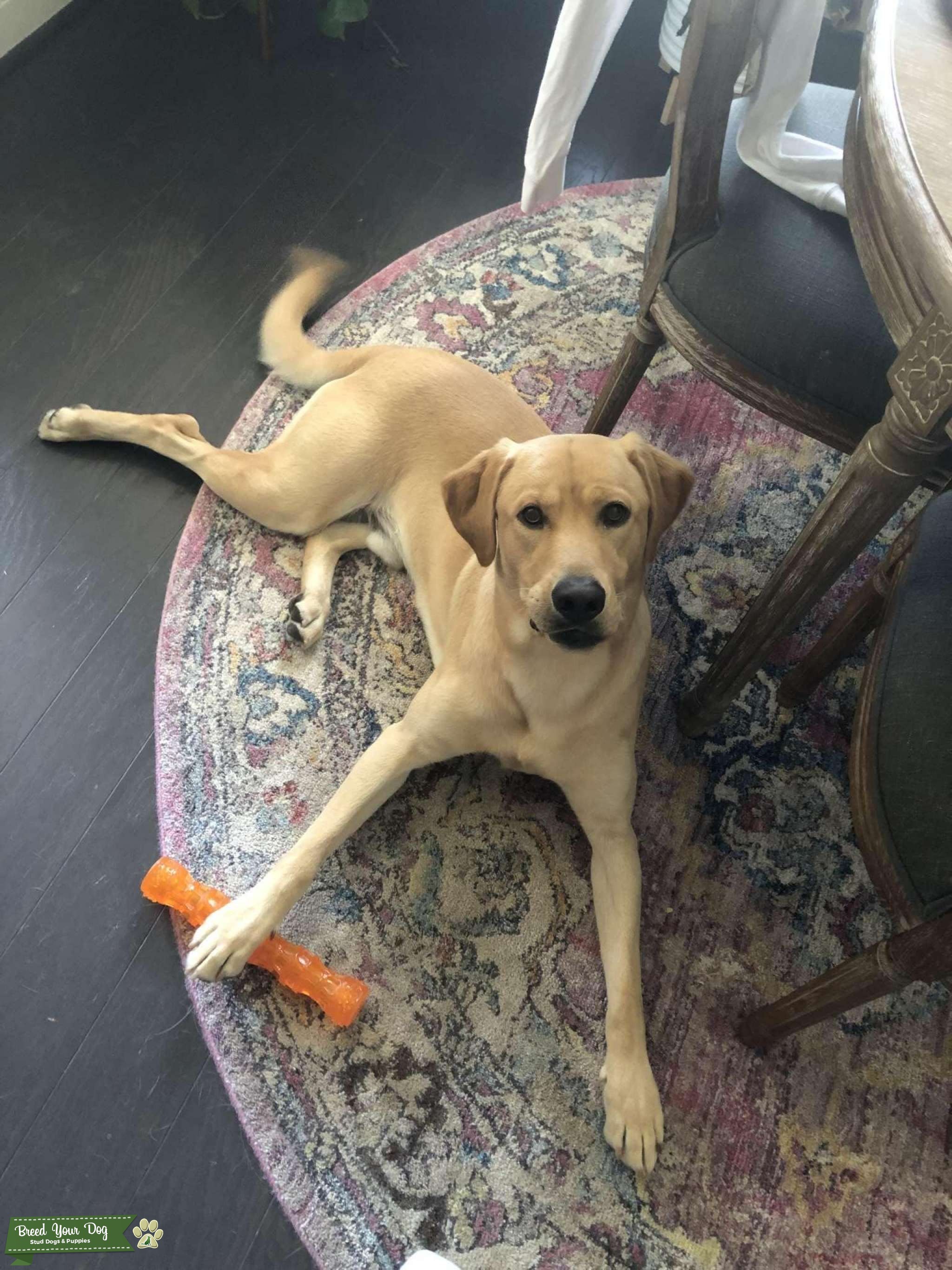 100 Yellow Lab Stud Dog in Houston , the United States Breed Your Dog