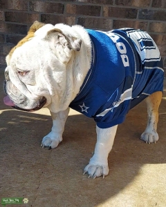 5 yr old English Bulldog Listing Image