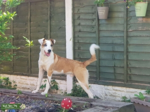 Very handsome clever and very gentle collie cross welsh Listing Image