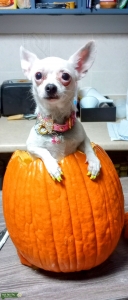 Female Chihuahua  Listing Image