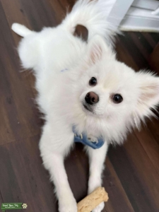 Looking for same breed and color lover Listing Image