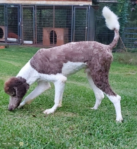 STANDARD PARTI POODLE Listing Image