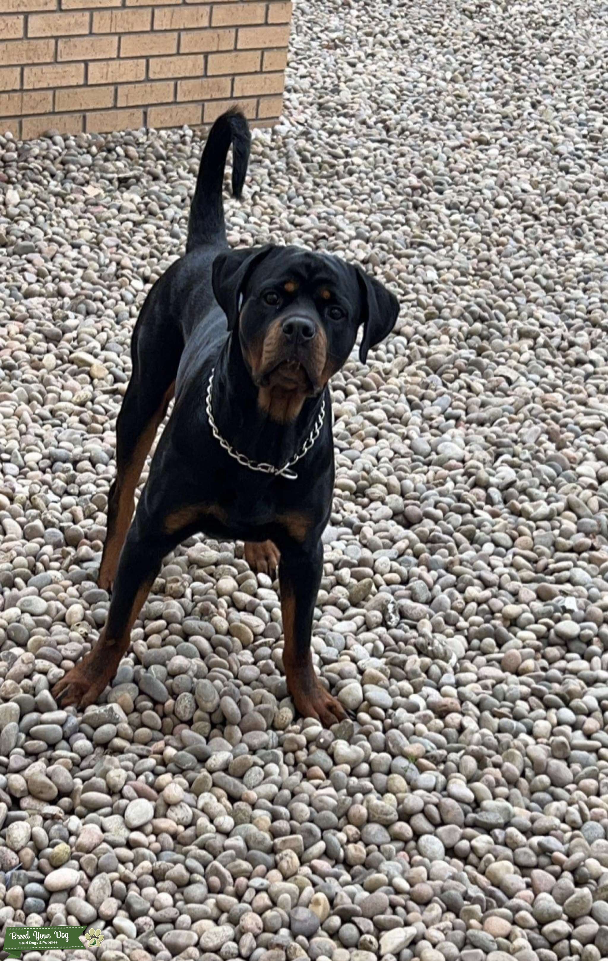 Usrc Rottweiler Rottweiler stud - Stud Dog in Glasgow , the United States | Breed Your Dog