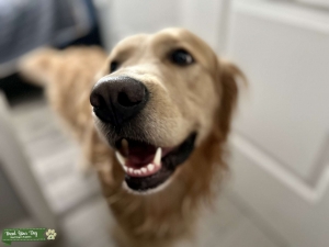 2-year-old Golden Retriever Stud Listing Image