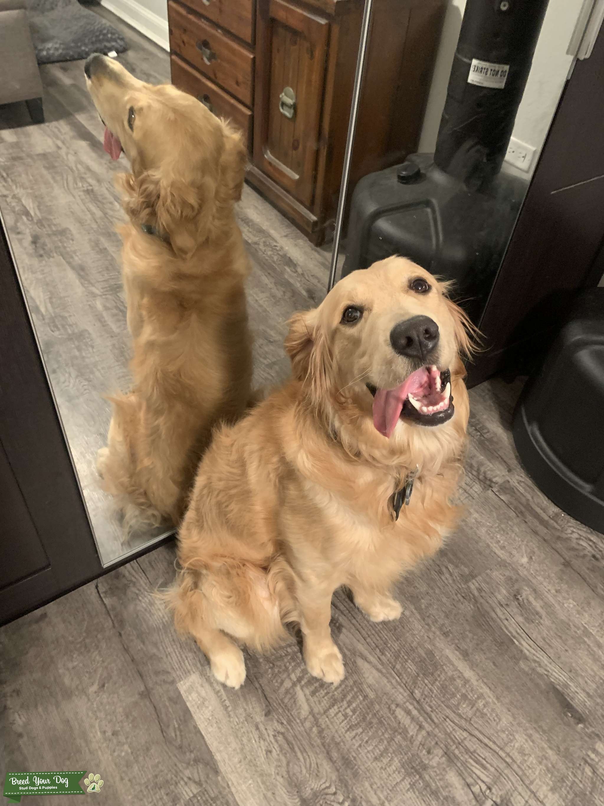 2yearold Golden Retriever Stud Stud Dog in Florida, the United