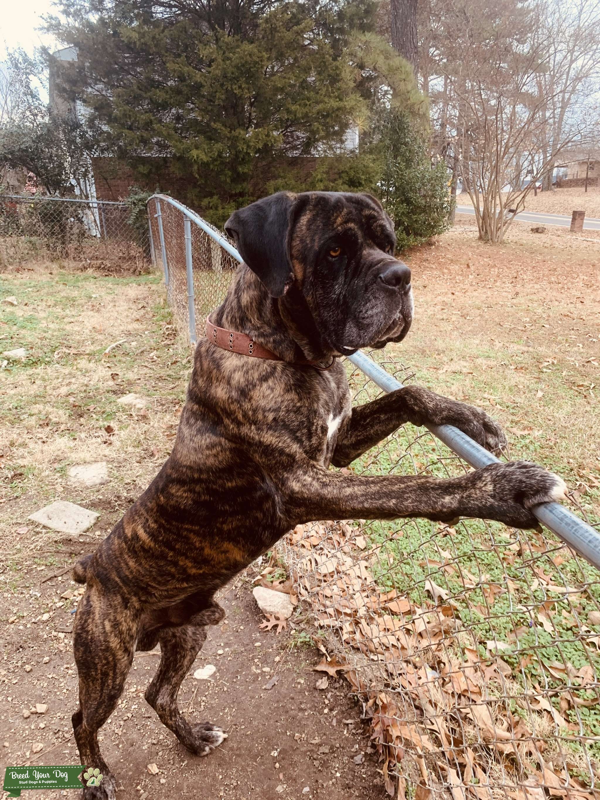 Cane Corso Stud Stud Dog Alabama Breed Your Dog