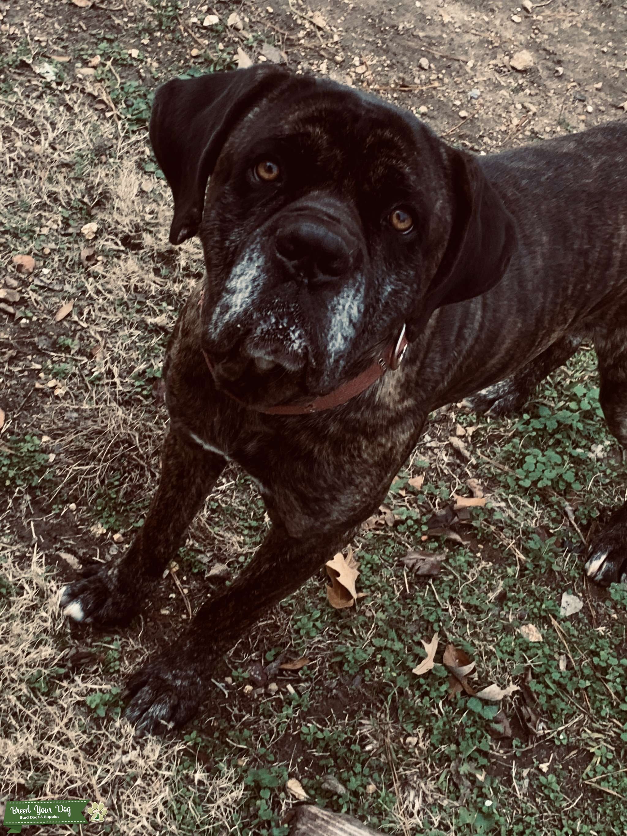 Cane Corso Stud Stud Dog Alabama Breed Your Dog
