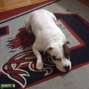 Stud dog Listing Image