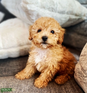 Adorable Red Toy Poodle Stur Listing Image