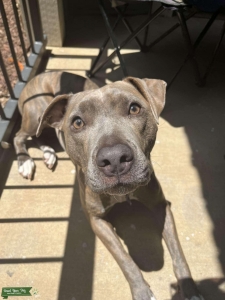 Brindle American Pitbull Terrier Listing Image