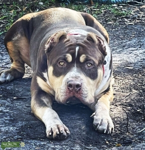 Xl American Bully Stud Listing Image