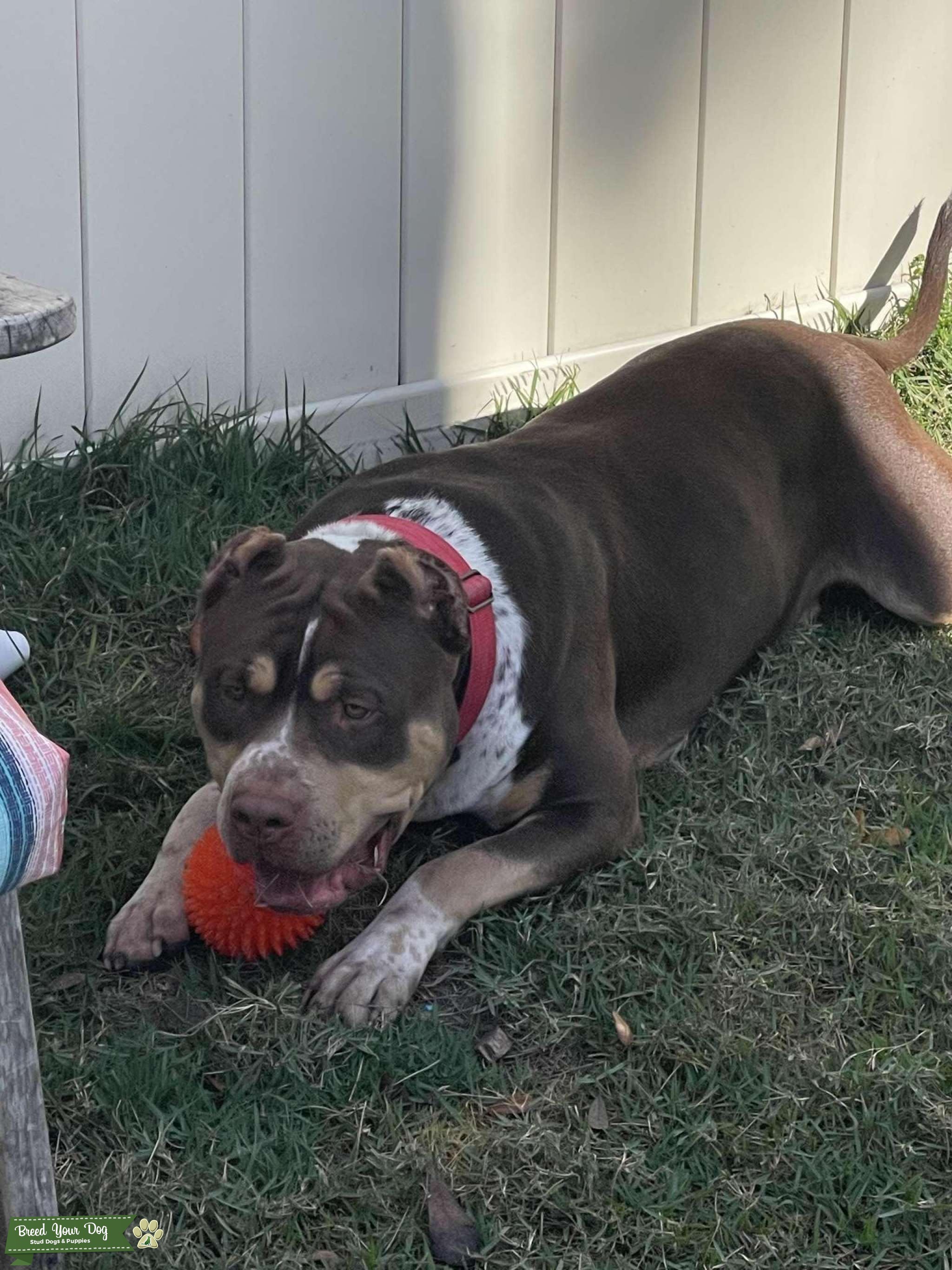 Xl American Bully Stud Stud Dog in South, United States Breed Your Dog