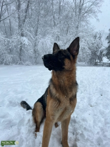 German Sheperd Listing Image