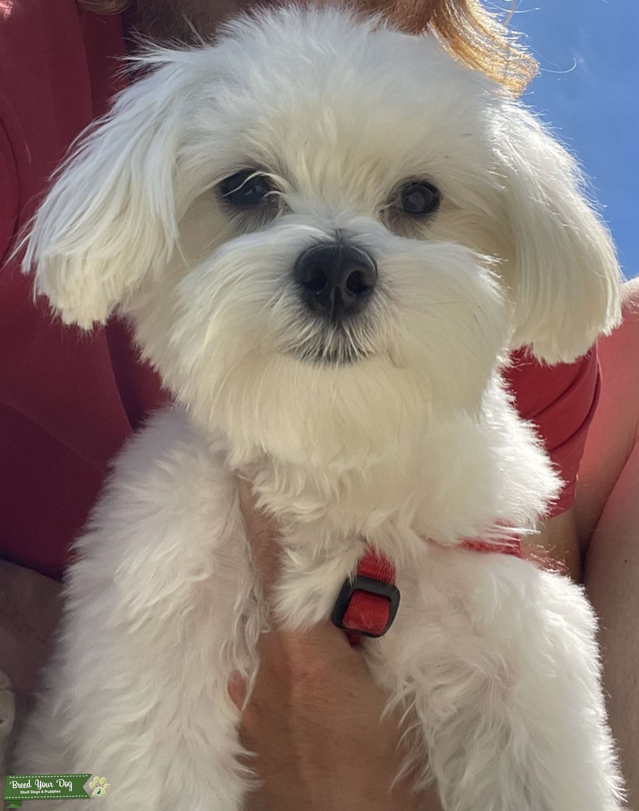Purebred Maltese Stud Stud Dog in New Jersey, the United States