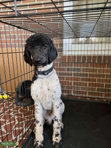 Black & White Standard poodle  Listing Image