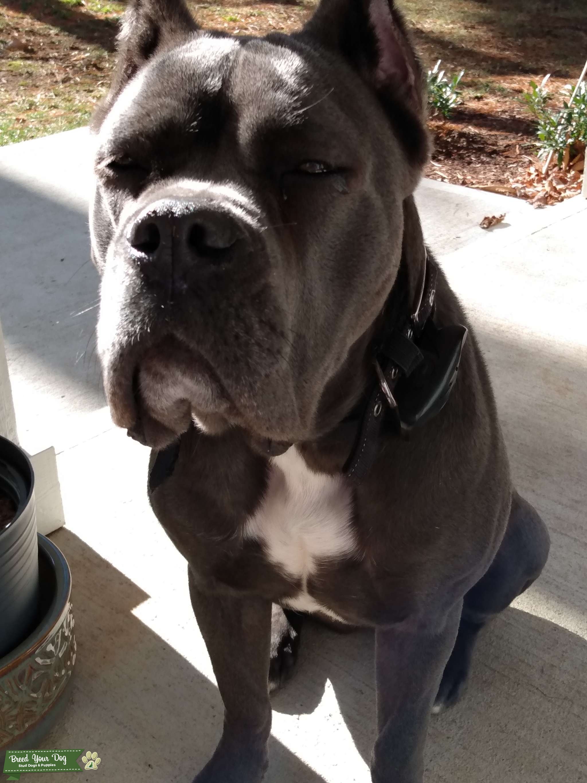 Blue Cane Corso Stud Dog WNC North Carolina Breed Your Dog