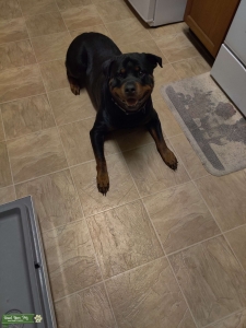 Purebred German Rottweiler for stud Listing Image