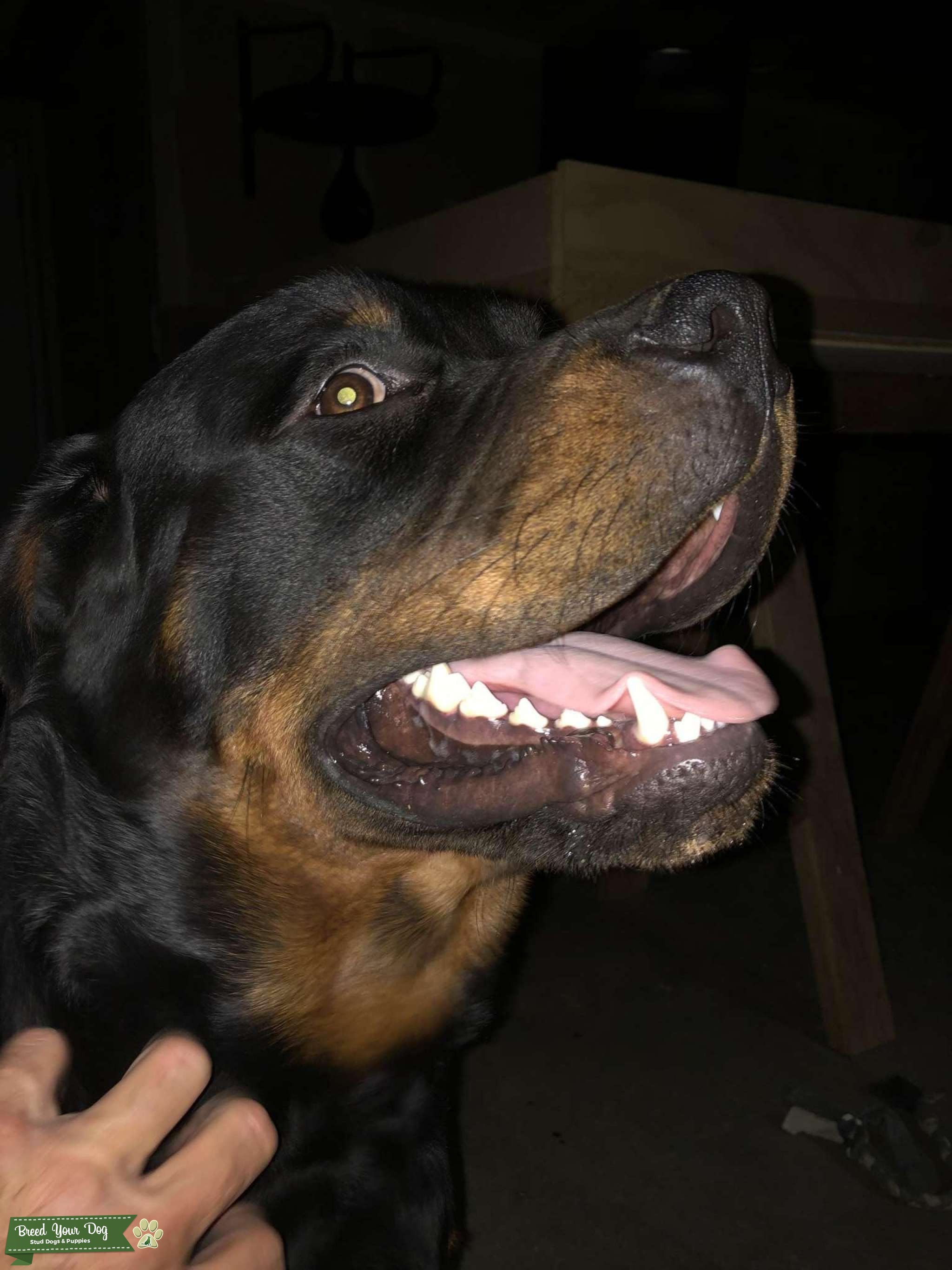 AKC, OFA certified Rottweiler stud Stud Dog in Southwest , the United