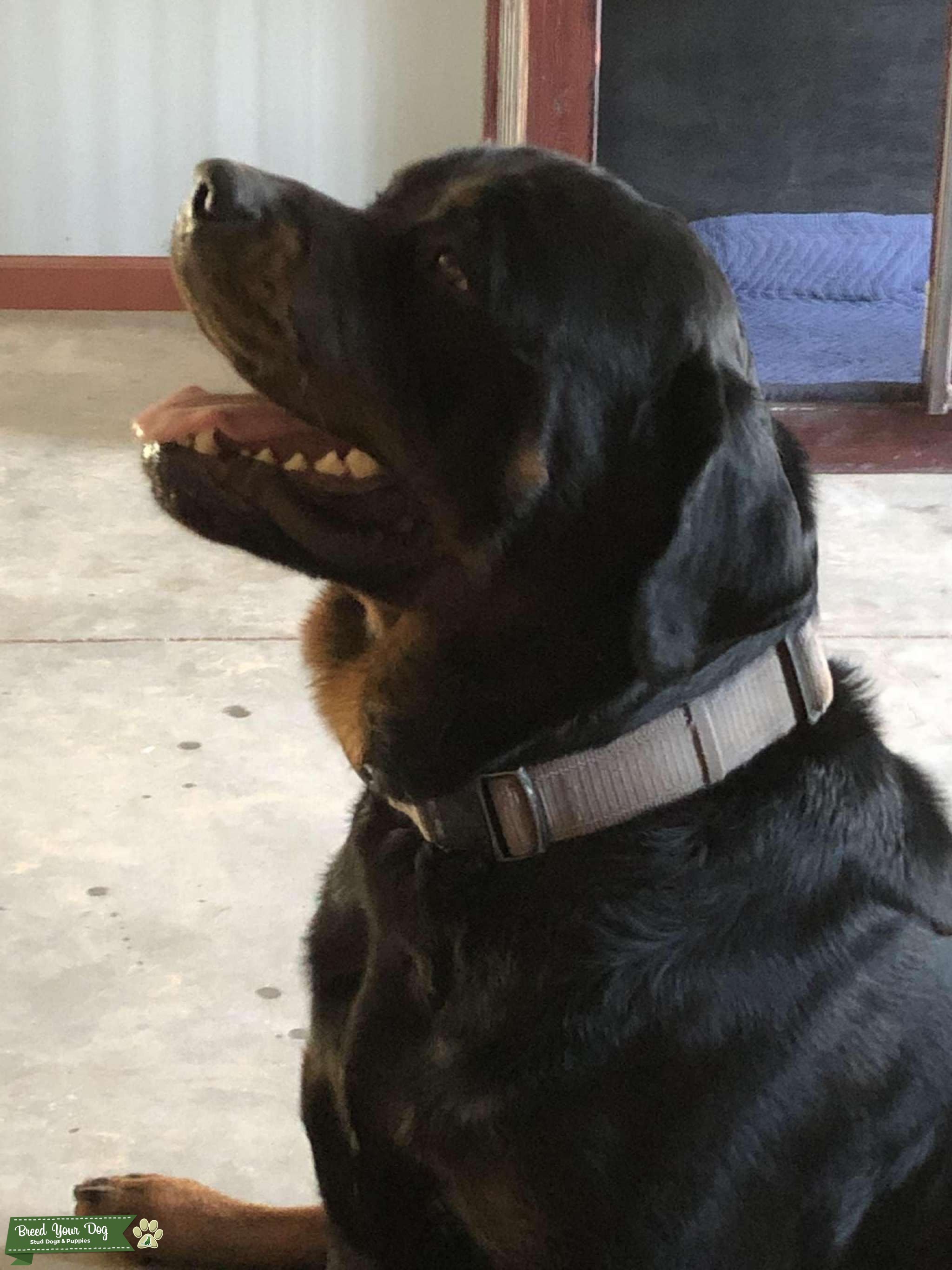 AKC, OFA certified Rottweiler stud Stud Dog in Southwest , the United