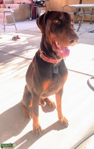 Red/Tan AKC Pedigree Purebred European Doberman Stud Listing Image