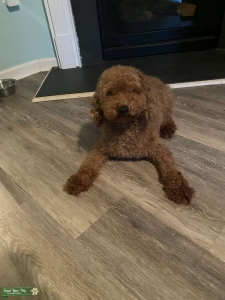 Toy Poodle Listing Image