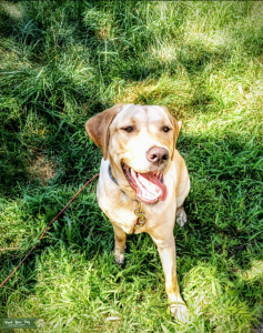 Yellow Labrador  Listing Image