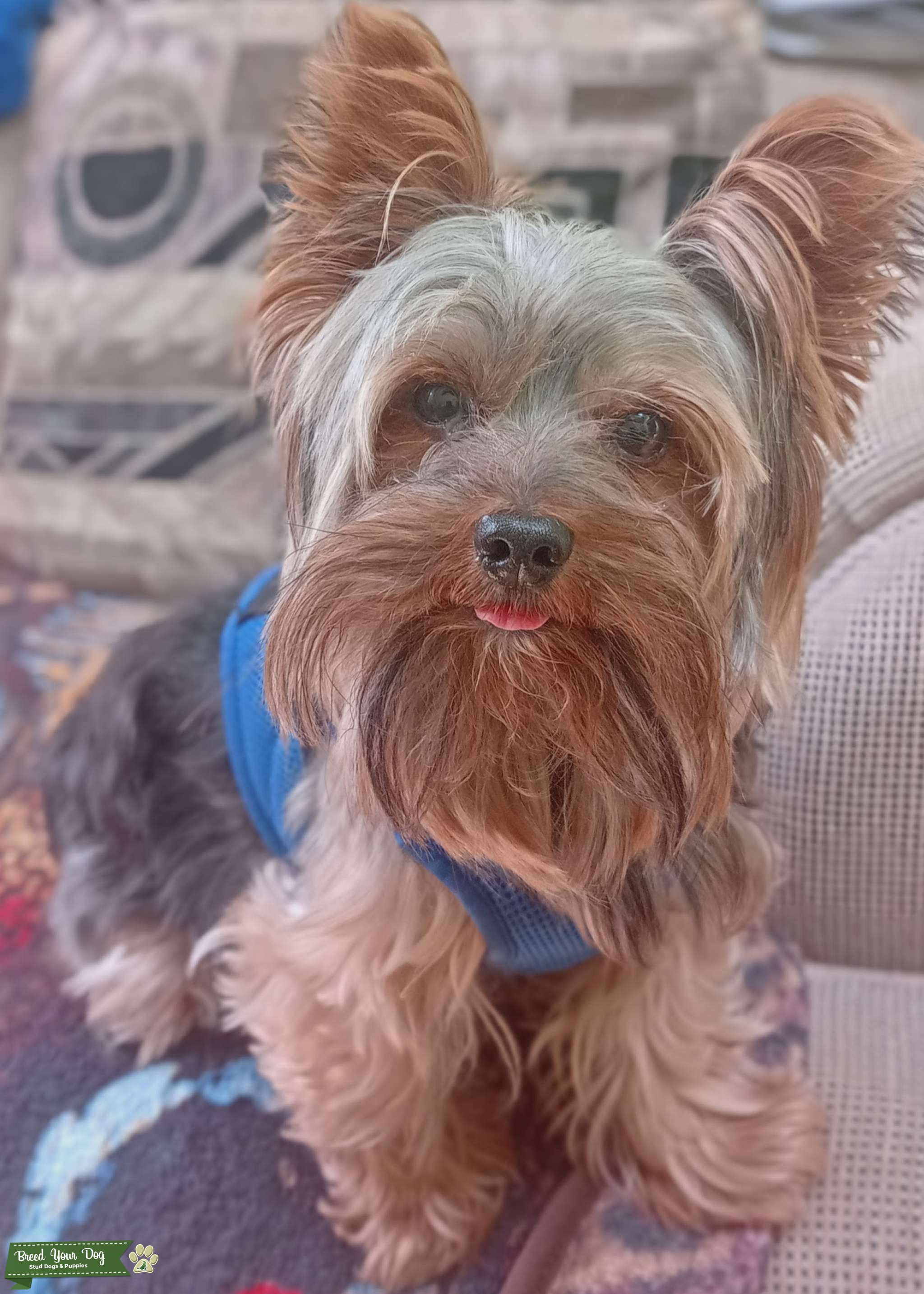 Dog for stud Stud Dog in New York , the United States Breed Your Dog