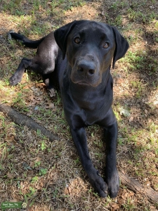 Looking for Yellow Lab Female Listing Image