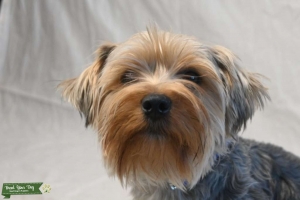 Happy and friendly, looking for a girlfriend Listing Image