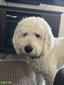 Goldendoodle Listing Image