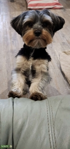 AKC Yorkie Proven Stud Listing Image