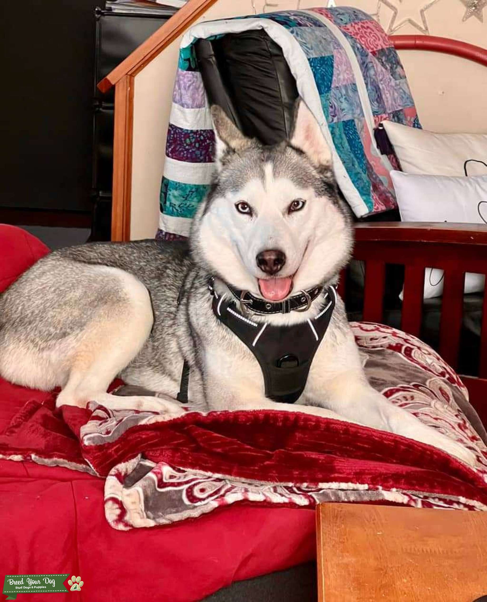Siberian Husky Stud Dog in New Hampshire, the United States Breed