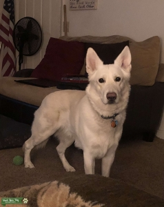 All white German Shepard 5yrs old  Listing Image