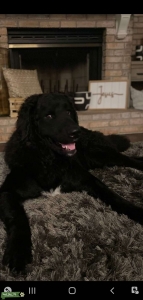 Bernedoodle ready to Mingle Listing Image