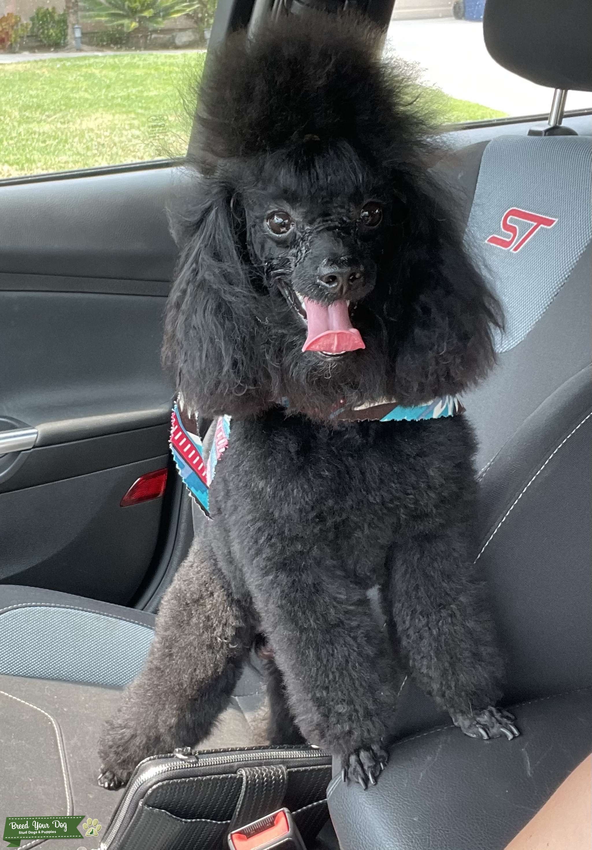 Toy Poodle Stud Dog in Riverside, the United States Breed Your Dog