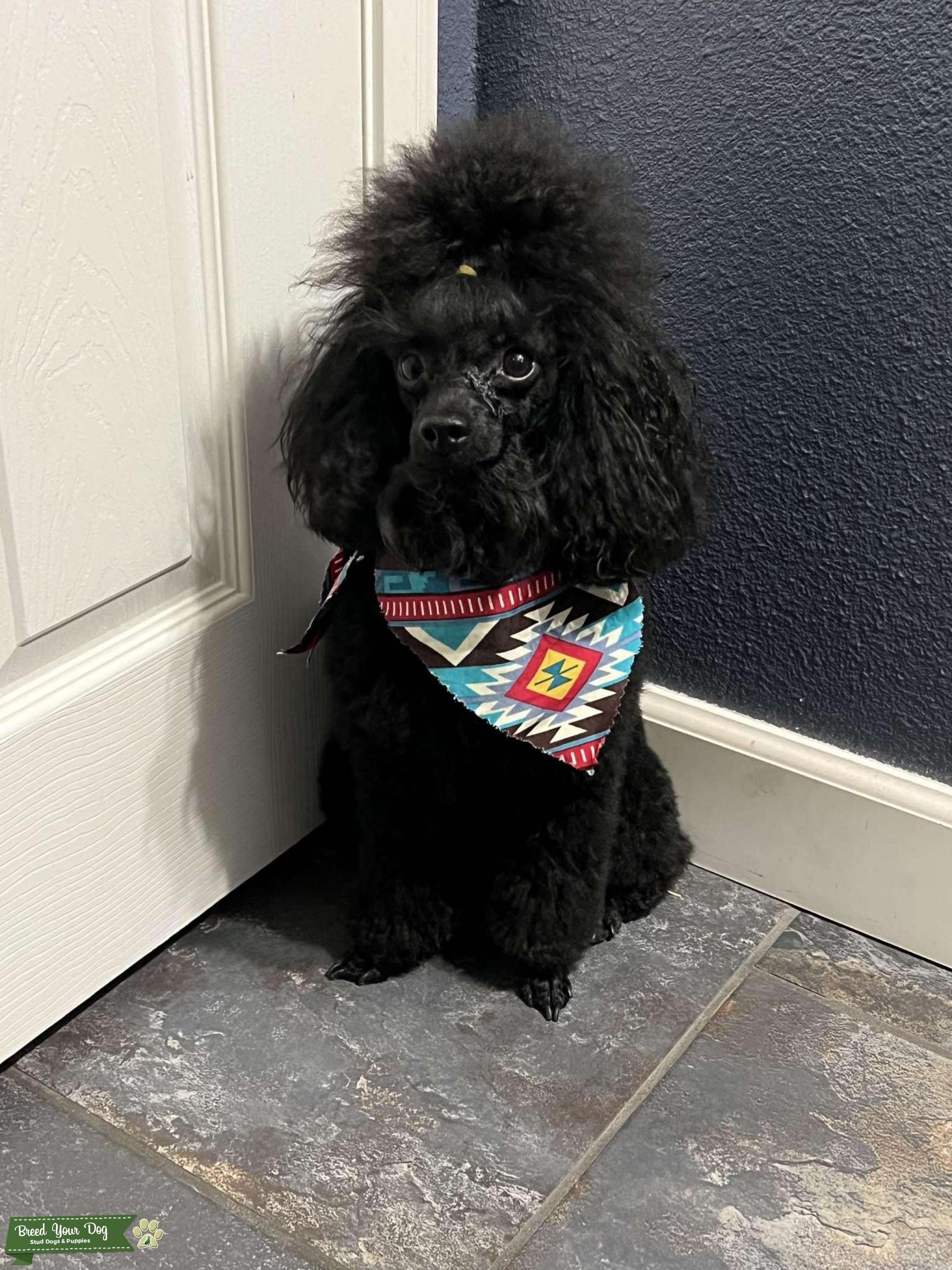 Toy Poodle Stud Dog in Riverside, the United States Breed Your Dog