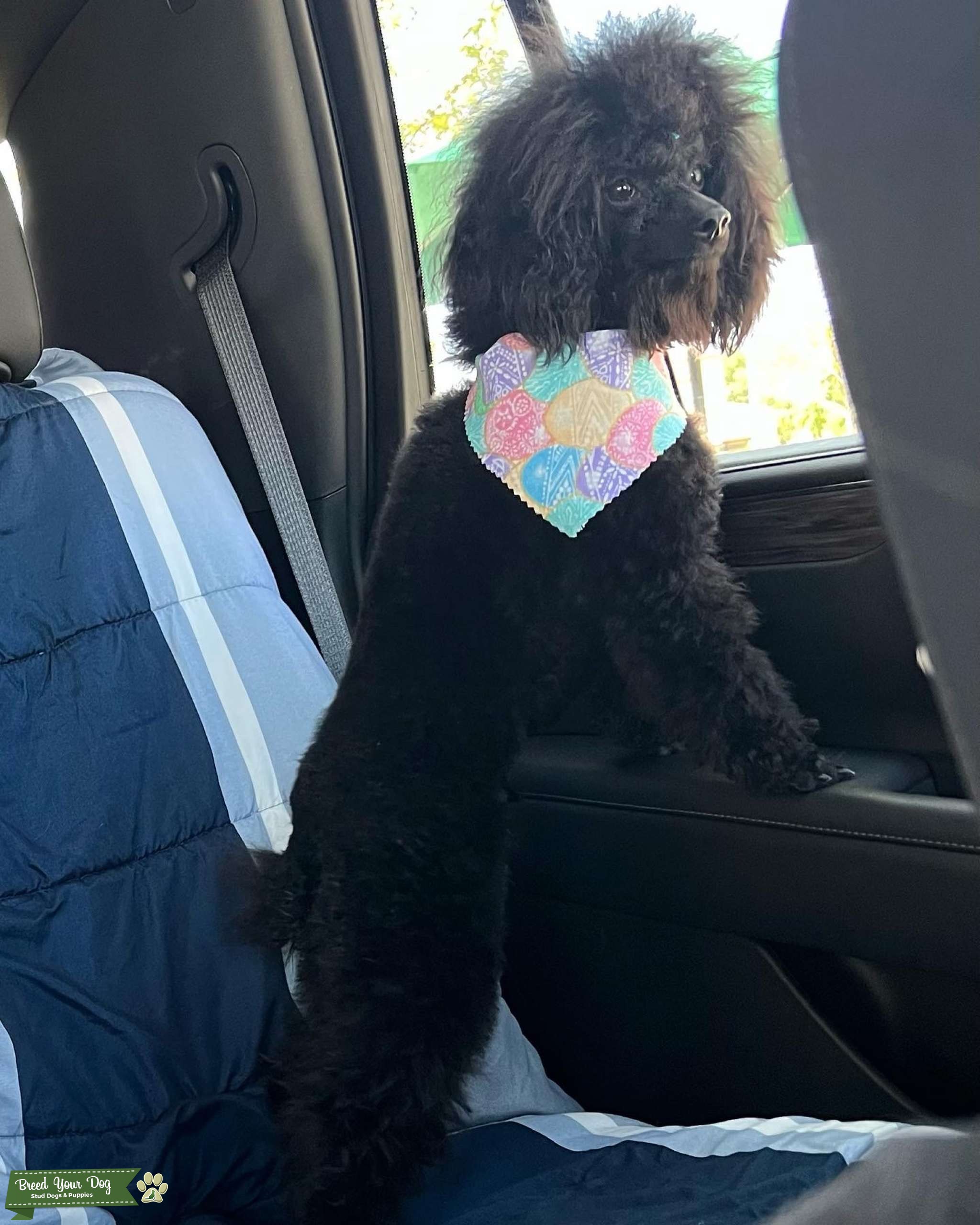 Toy Poodle Stud Dog in Riverside, the United States Breed Your Dog