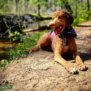 Leo - AKC Standard Poodle Listing Image