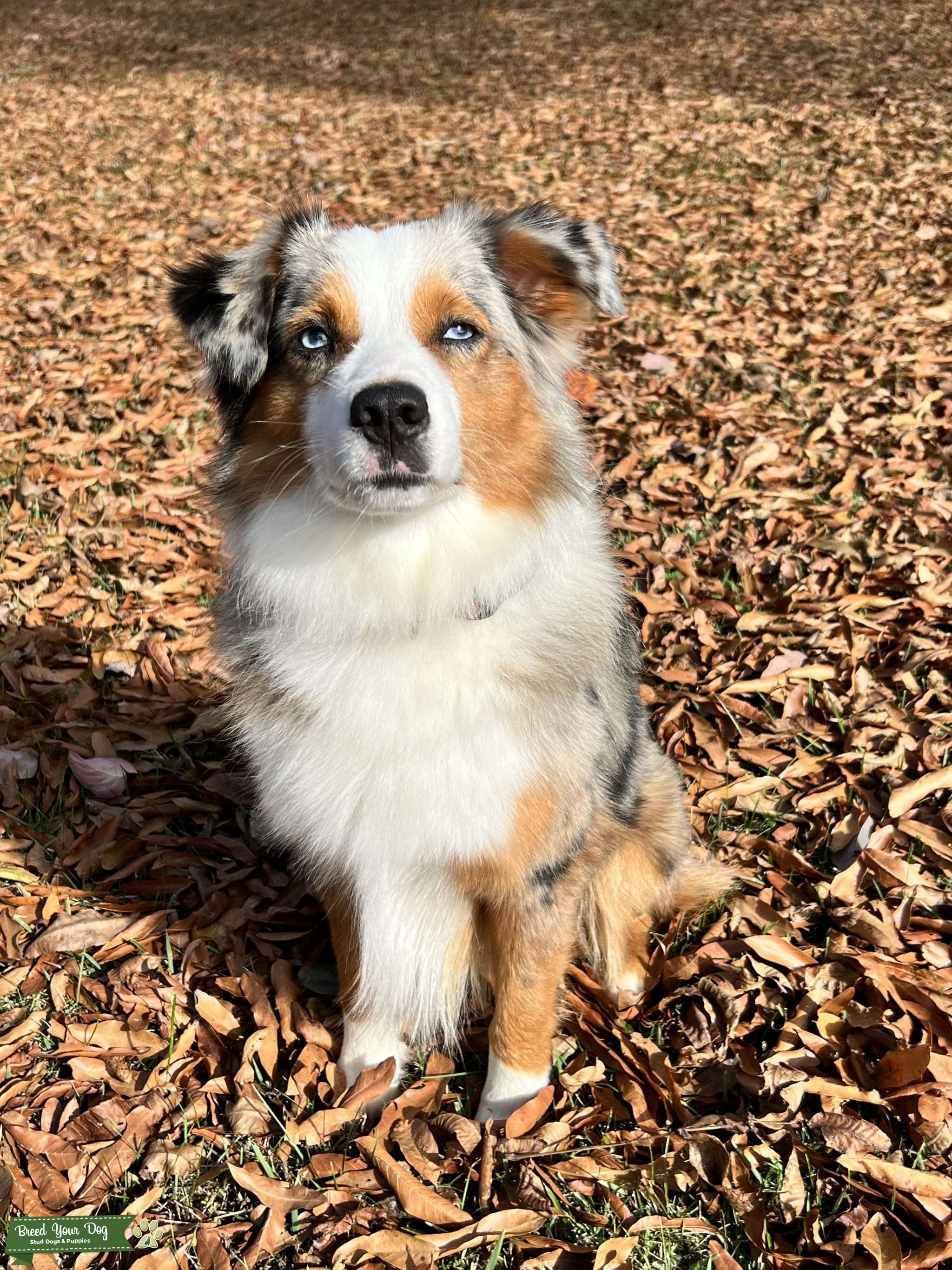 Blue Eyed Miniature Blue Merle Australian Shepherd Stud Stud Dog in