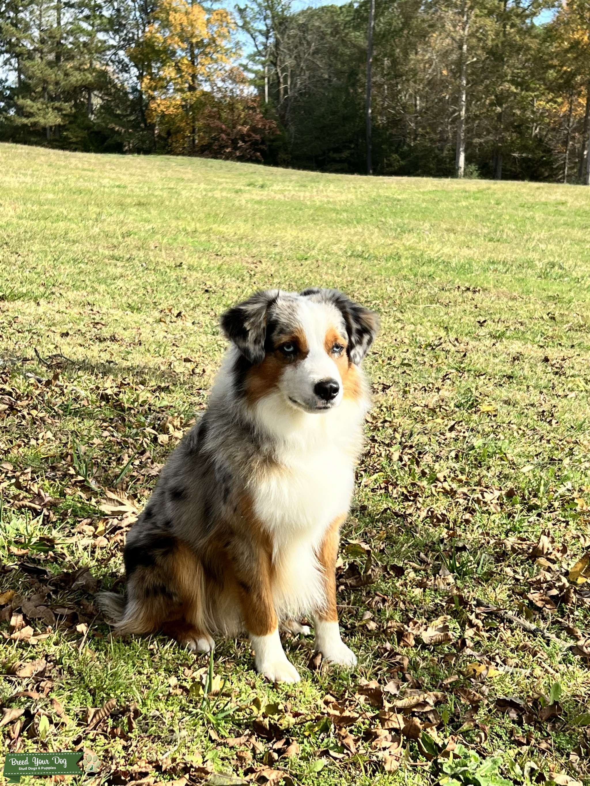 Blue Eyed Miniature Blue Merle Australian Shepherd Stud Stud Dog in