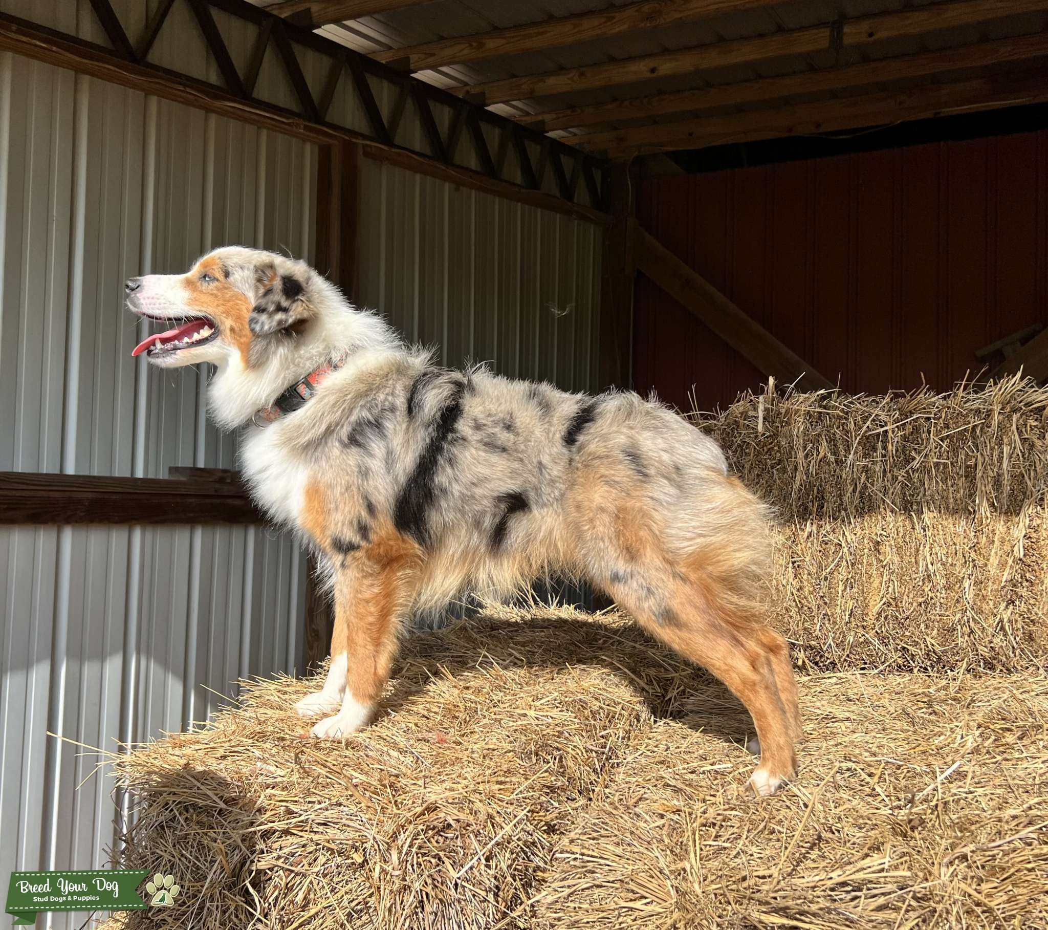 Blue Eyed Miniature Blue Merle Australian Shepherd Stud Stud Dog in