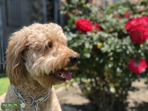 Sweetest Mini Goldendoodle F1B ever Listing Image