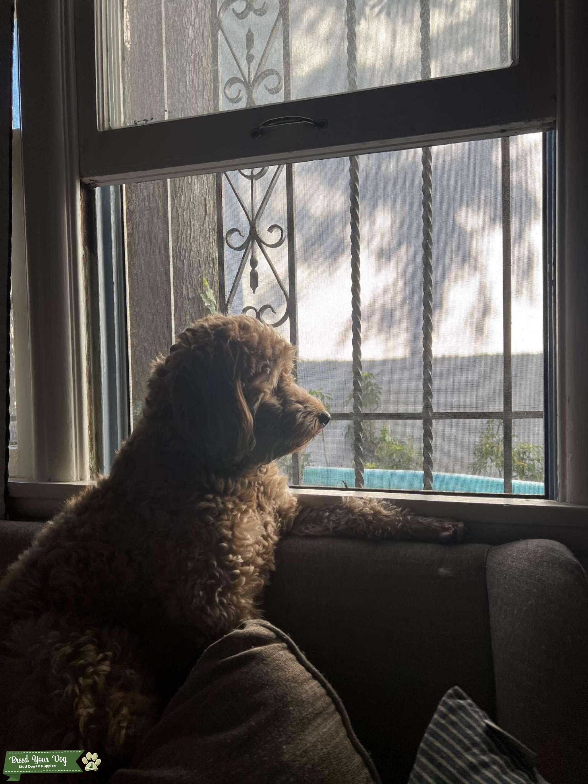 Sweetest Mini Goldendoodle F1B ever Stud Dog Los Angeles Breed Your Dog